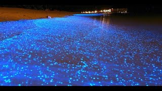 MALDIVE LA SPIAGGIA BIOLUMINESCENTE SI ILLUMINA DI NOTTE  A bioluminescent waves in Maldives beach [upl. by Stelu]