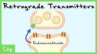 Retrograde Transmitter System Explained Endocannabinoids amp Nitric Oxide  Clip [upl. by Filberto382]