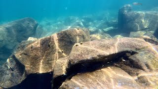 Swimming with Cichlids  Variabilichromis moorii katili [upl. by Urita101]