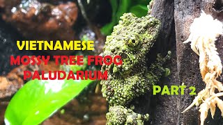 VIETNAMESE MOSSY TREE FROG PALUDARIUM  Part Two of Two  Plants Fog and Frogs [upl. by Arikihs]