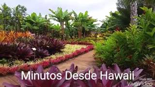 Minutos Desde Hawaii  El Fascinante Jardín de la Plantación Dole [upl. by Nodnnarb445]