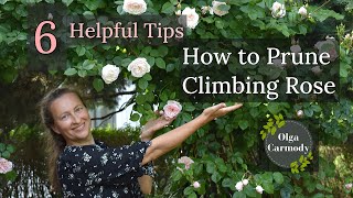 Mastering the Art of Pruning Climbing Roses See the Unexpected Result [upl. by Clementas445]