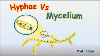 Hyphae and mycellium [upl. by Amero]