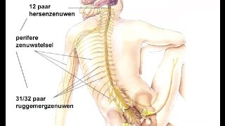 Indeling zenuwstelsel [upl. by Pru]