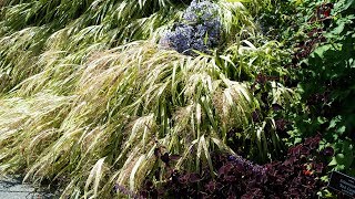 PLANTING A BORDER  HAKONE GRASS  NEW YORK BOTANICAL GARDEN [upl. by Shing]