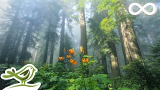 Sunny Mornings Beautiful Relaxing Music with Piano Guitar amp Bird Sounds by Peder B Helland [upl. by Dronel]