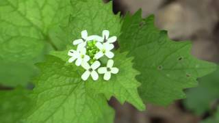 Alliaria petiolata  Knoblauchsrauke Garlic Mustard [upl. by Orihakat281]