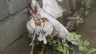 Duck VS Rooster  Fighting Spirit [upl. by Milde560]