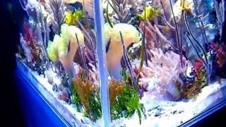 Seahorse Aquarium [upl. by Hillard929]