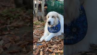 Alain アラン greatpyrenees todaysrunrun グレートピレニーズ 今日のルンルン [upl. by Stegman]