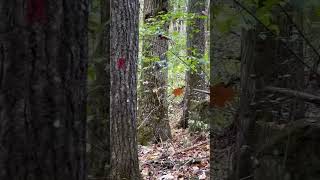 Shorts Impressive Oaks and Hickories on a Monte Sano State Park Trail to the Wells Memorial Grove [upl. by Aivad230]