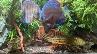 More pleco planted tank [upl. by Alludba]