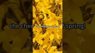 The Secret Language of Forsythia Flowers [upl. by Enaywd913]