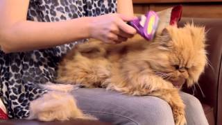 FURminator for Cats Video [upl. by Yelad]