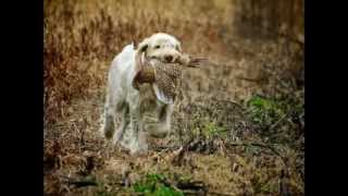 Working Italian Spinone [upl. by Mcdonald]