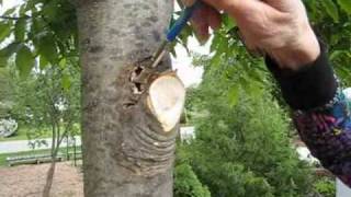 Liquid Tree Bandage  Wisconsin Garden 27wmv [upl. by Anned798]