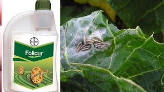 Bayer folicur fungicide बायर फॉलीकुर फफुंदनाशी  क्या इसका स्प्रे करना सही है। [upl. by Ainecey38]