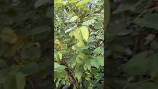 the rain make this bush banglageet music [upl. by Mireielle]