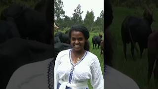 Endet Nesh HagereEpherem Tamirunew Ethiopian music 2024new amharic music 2024 ethiopianmusic [upl. by Enyrhtac493]