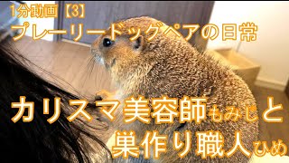 ～1分動画無音～ カリスマ美容師と巣作り職人 プレーリードッグ Good hairdresser and bad hairdresser prairie dogs 3 [upl. by Dolloff]