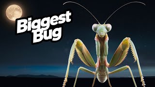 Discover the AMAZING Mantis Insect [upl. by Sup]