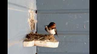 Barn Swallow nest building project [upl. by Aihtibat533]