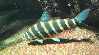 レポリヌス ファシアタス Banded leporinus Leporinus fasciatus [upl. by Ventura]