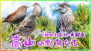 秋の乗鞍・上高地 高山の野鳥《野鳥撮影vlog》｜ホシガラス、カヤクグリ、イワヒバリ、エゾビタキ、ライチョウ [upl. by Aiak]