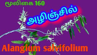 அழிஞ்சில் மரம்Alinchil TreeAlangium salvifoliumAlasal [upl. by Tj]