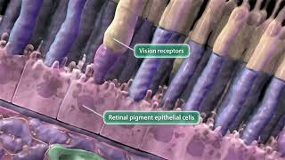 Audio Description Animation Leber Congenital Amaurosis [upl. by Faso414]