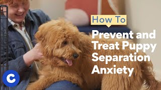 How to Prevent and Treat Puppy Separation Anxiety  Chewtorials [upl. by Darcy]