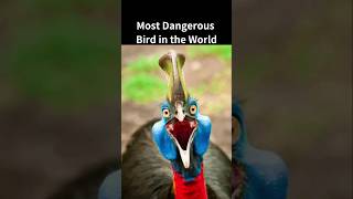 Most Dangerous Bird in the World Cassowary shorts birds dangerous [upl. by Daveta]