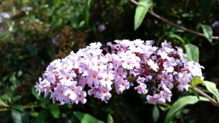 Buddleia Davidii  butterfly bush  Buddleja davidii HD 01 [upl. by Yboj]