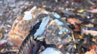 Bushwalking in the Blue Mountains [upl. by Nahn]