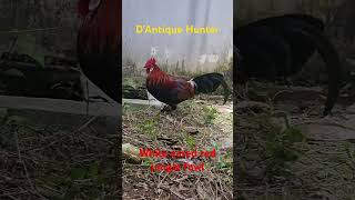 the great sound of white eared red jungle fowl [upl. by Dymphia]