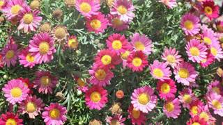 How to Grow Marguerite Daisy [upl. by Peedus]