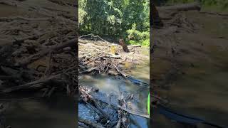 Log jam causing rushing water on the Sangmon river in Illinois [upl. by Eluk248]