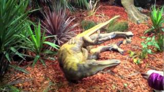 Dinosaurs Alive  Velociraptor [upl. by Eanyl]