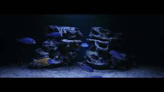 African cichlid Malawi Blue Dolphin Cyrtocara Moorii and Aulonocara Stuartgranti Usisya [upl. by Amiaj]