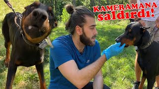 ÇILGIN DOBERMAN Spor Salonumdaki Köpekleri Tedavi Ettik TheVet [upl. by Ymerej]