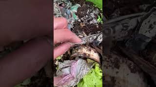 Video 45 Life in the Worm Bin After Pot Worm Infestation amp the Rehaul happyworms [upl. by Spring]