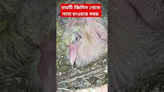 ৪ টি জিনিস থেকে পানা চাওয়ার সঠিক সময় eakub dua islamicshorts birds pigeon bird part3 kabutar [upl. by Connelley]