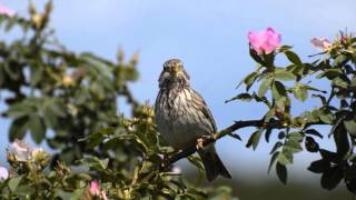 Potrzeszcz Emberiza calandra Ptaki Polski [upl. by Renfred]