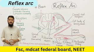 Effectors  Reflex arc  Reflex action  class 12 [upl. by Carlita]