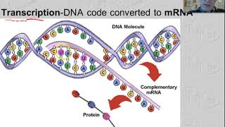 DNA Replication amp Protein Synthesis [upl. by Jessy]