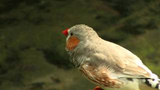 Zebra Finch Taeniopygia guttata  Zebrafink [upl. by Chantal665]