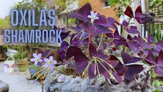 Purple butterfly plant How to grow oxalis triangularis  GardenArcX EP85 [upl. by Acirderf258]