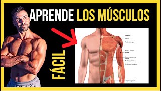 🔺 Músculos del Cuerpo HUMANO Aprende los Nombres  ANATOMIA FÁCIL [upl. by Barden]