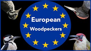 European Woodpeckers  Sounds [upl. by Ynafit]