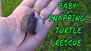 Baby Snapping Turtle in my Backyard  Rescue and Release  Help a Turtle [upl. by Yaja360]